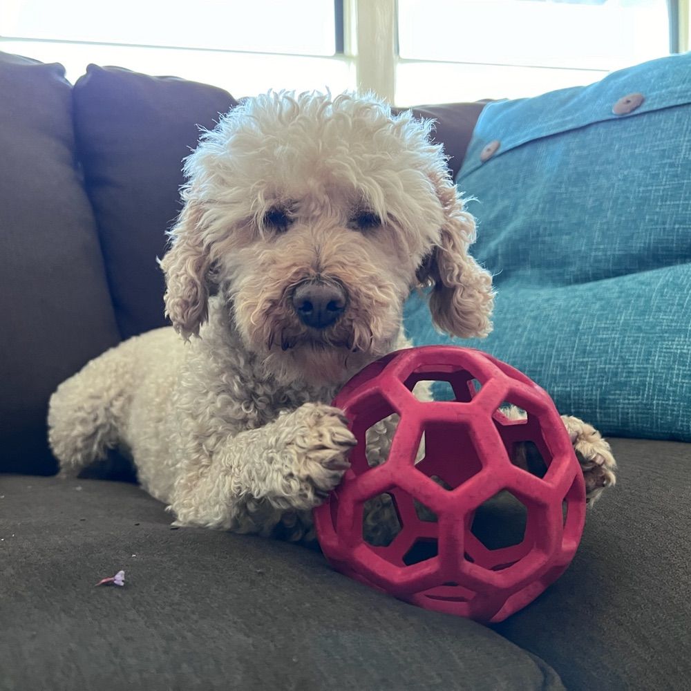 Poodle Of The Universal Source