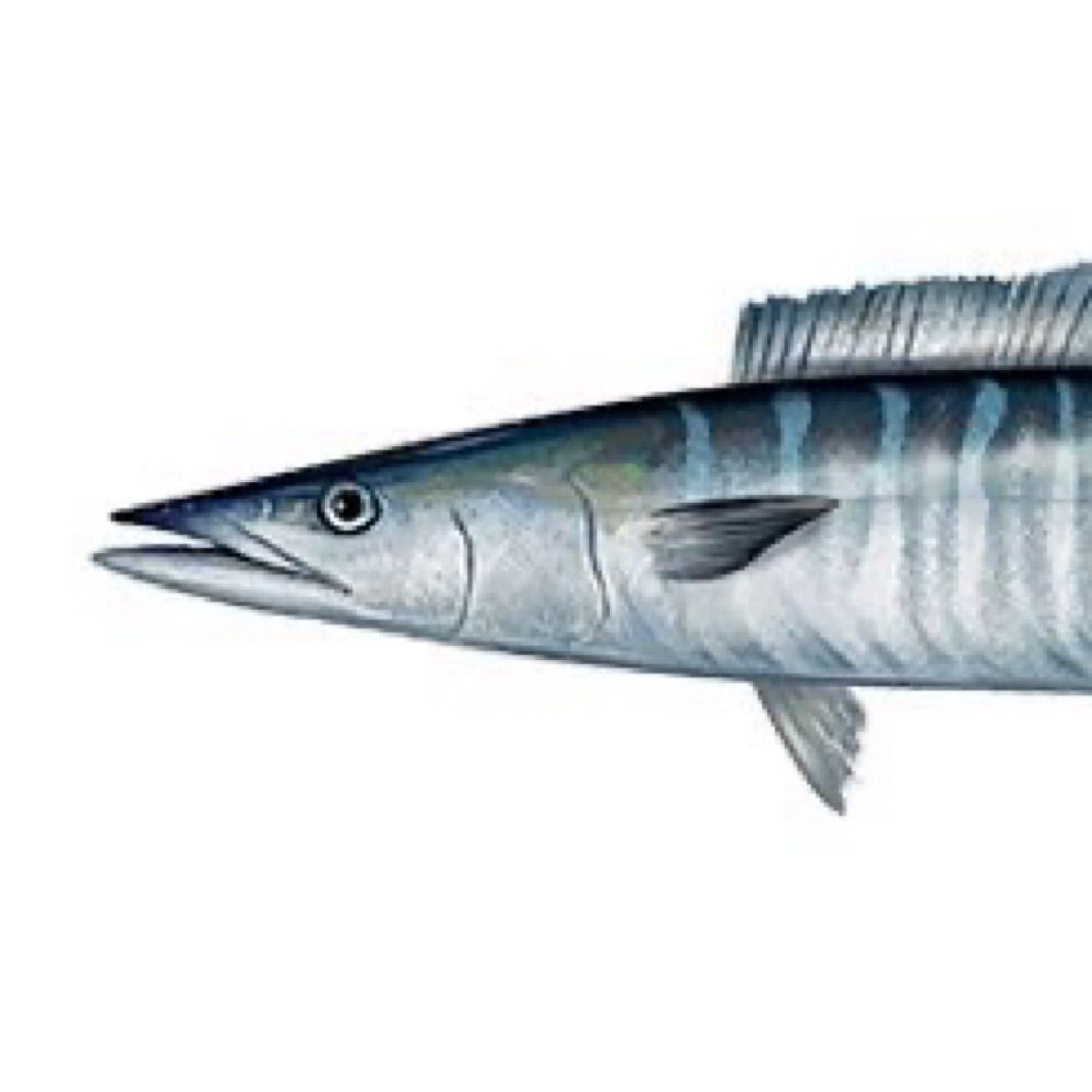 Wahoo Wednesday