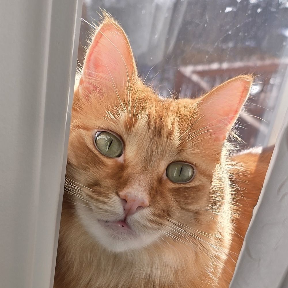 The Adventures of Pluto Cat