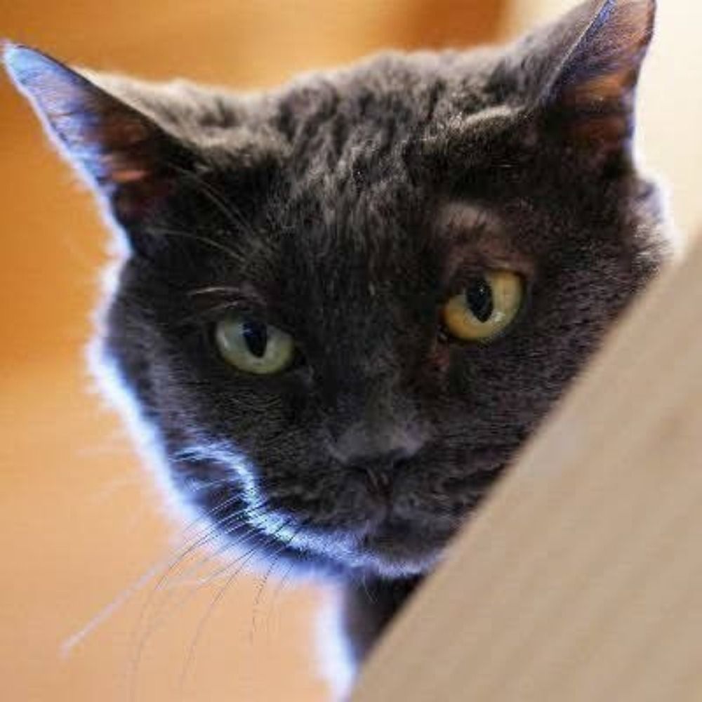 猫善