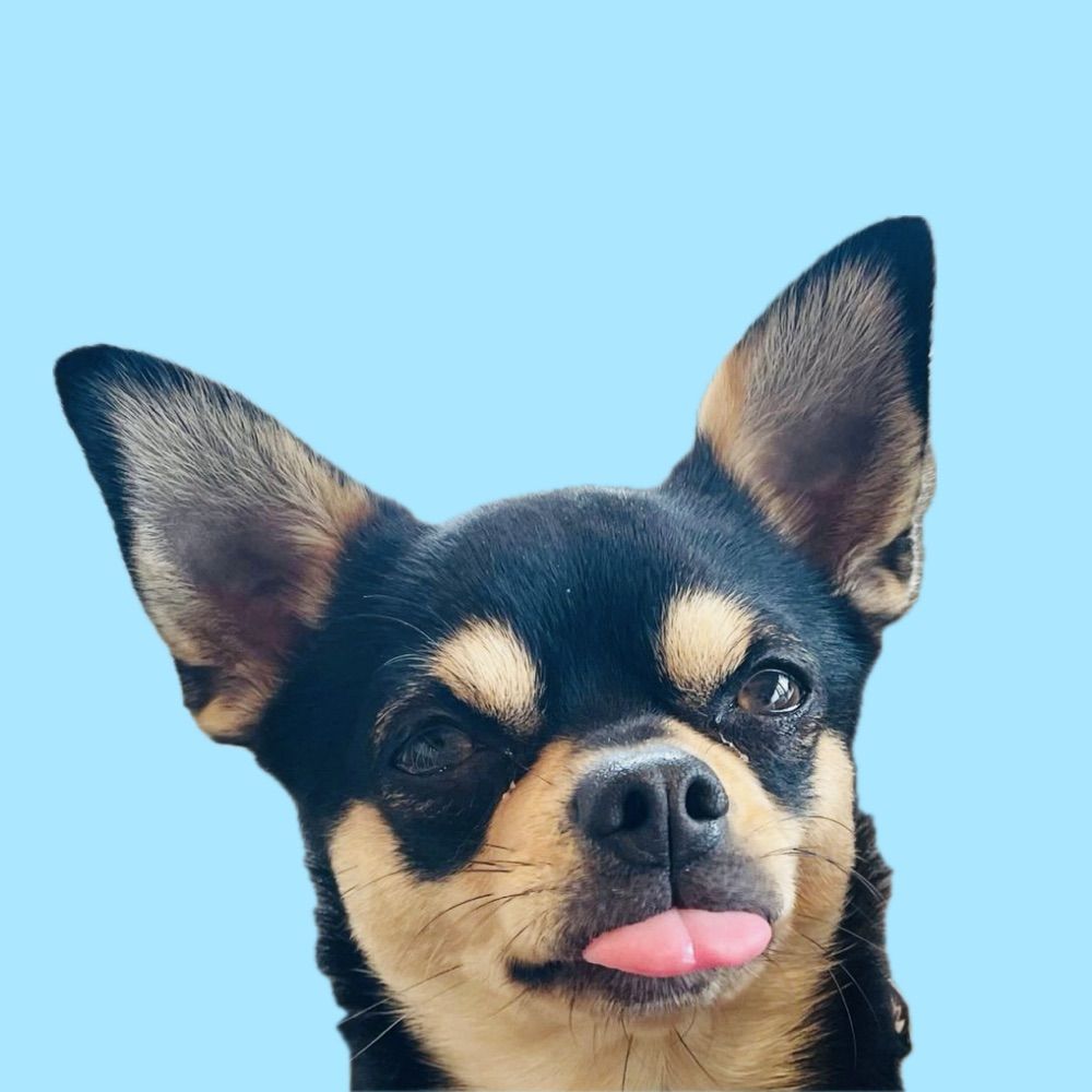 Chihuahua-desu