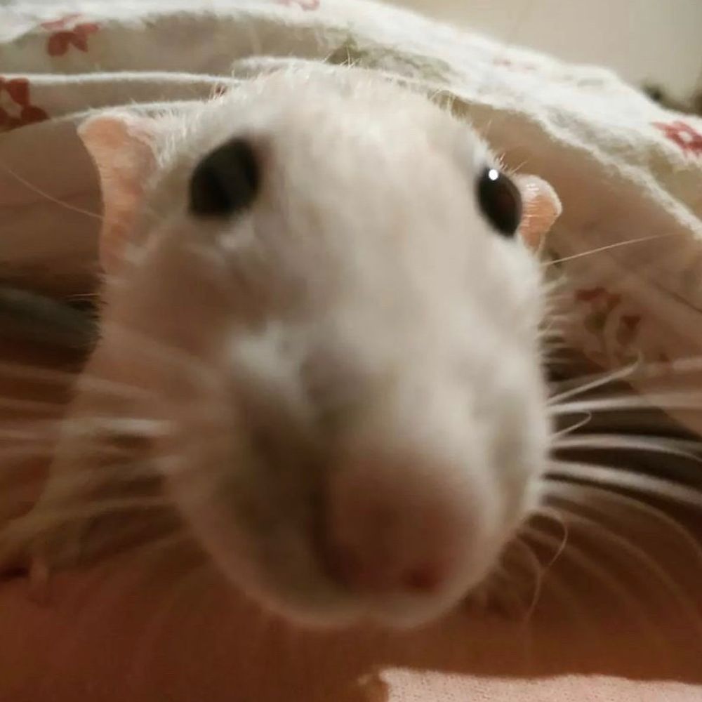 Fi