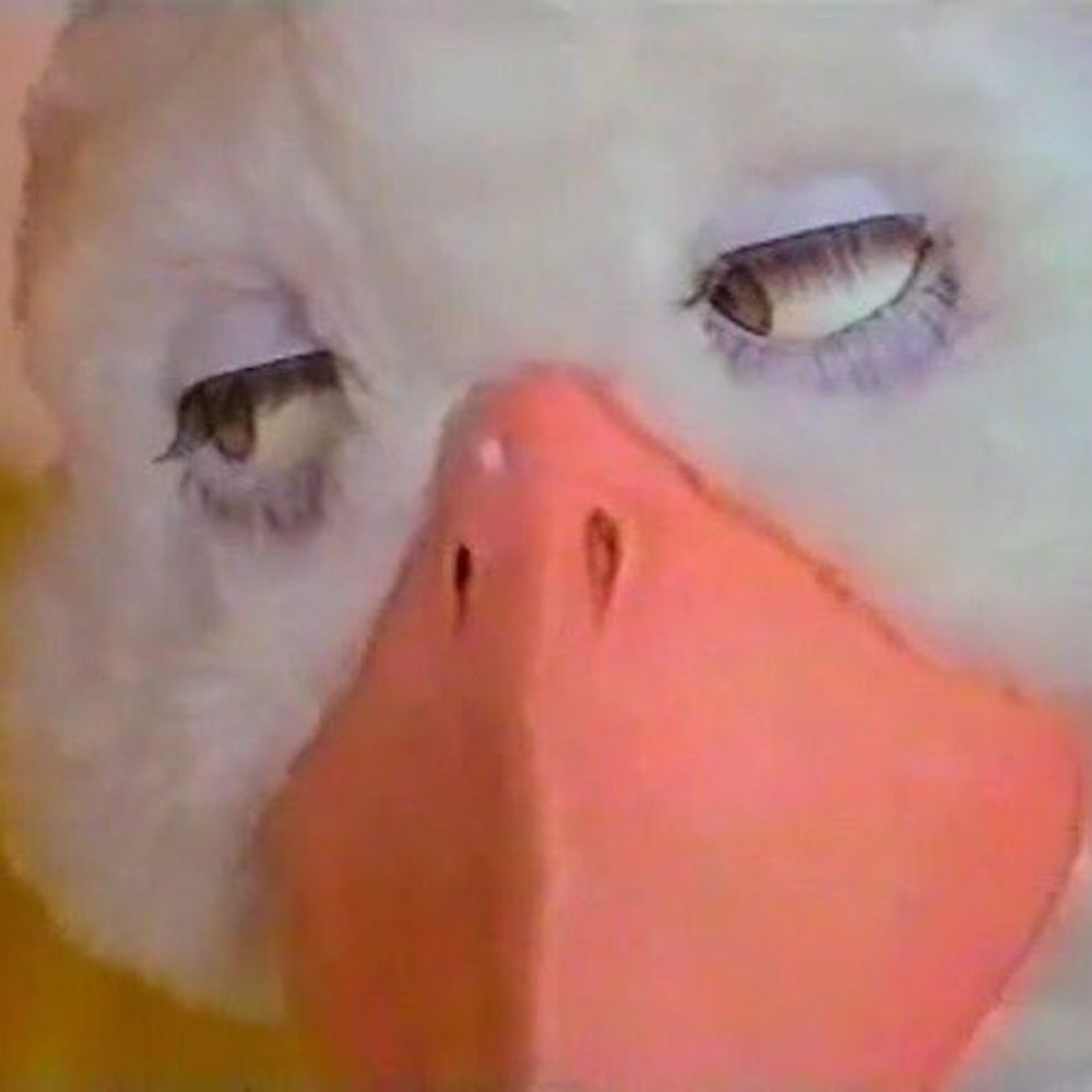 Duck💫