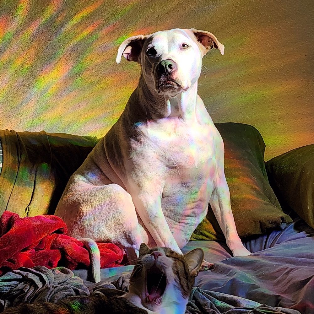 meg