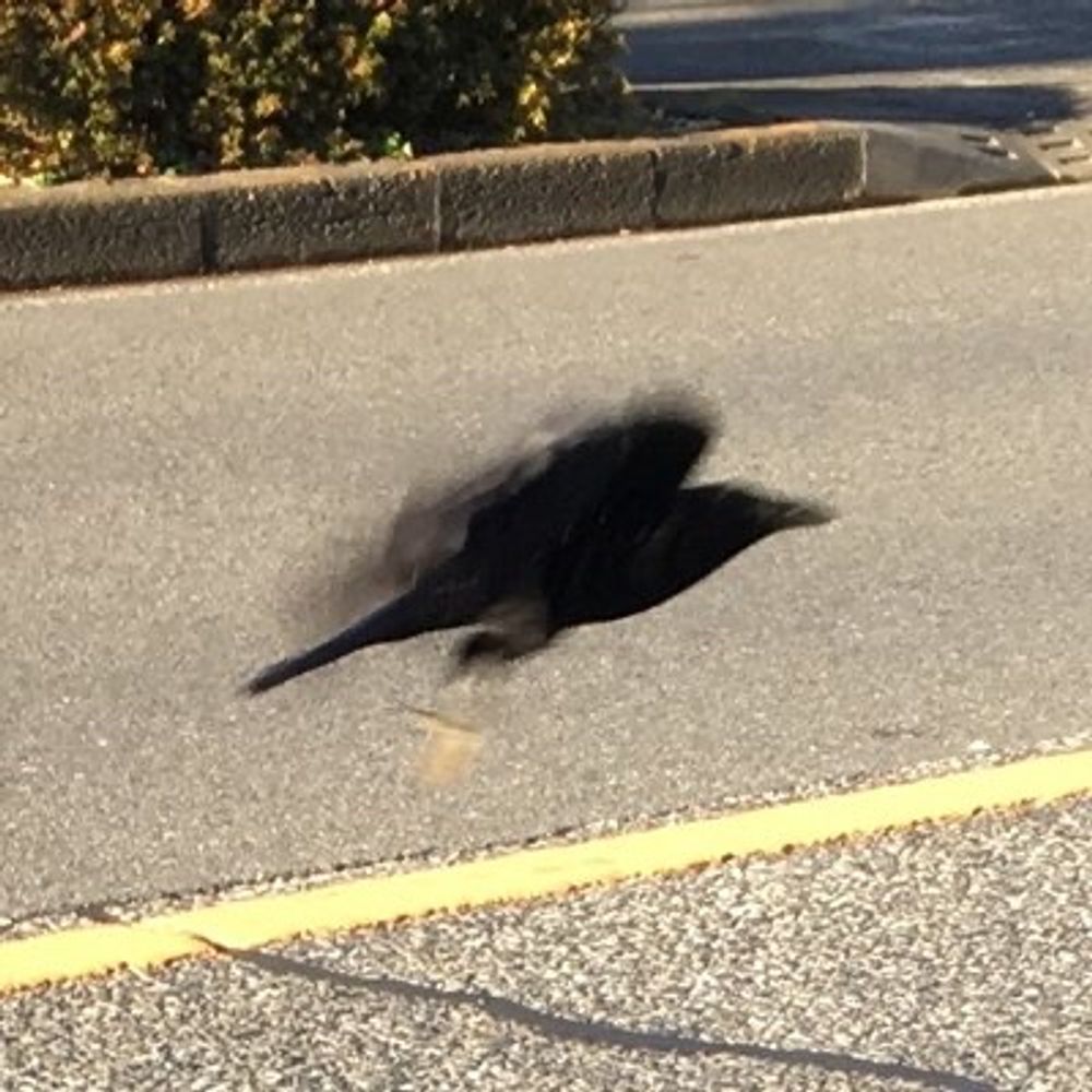 みみかき
