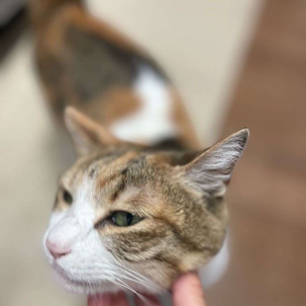 ごはん