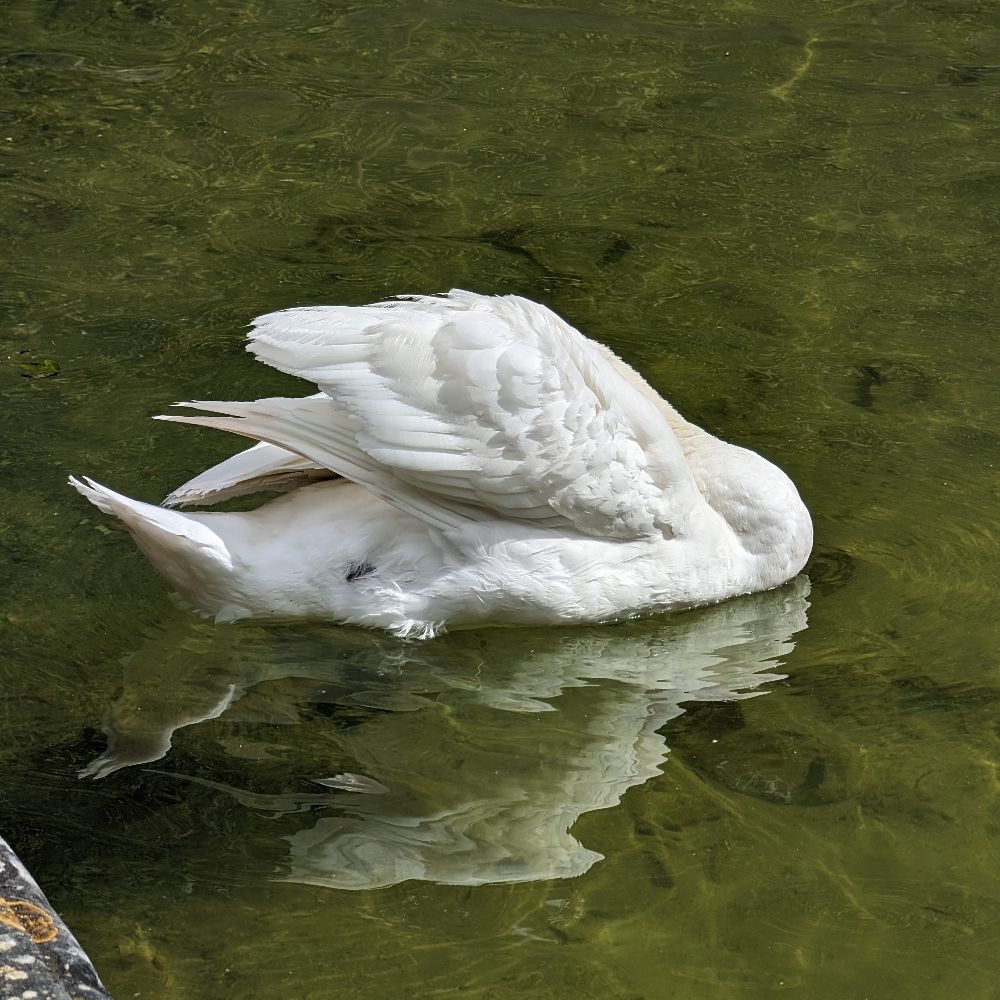 Untitled Goose