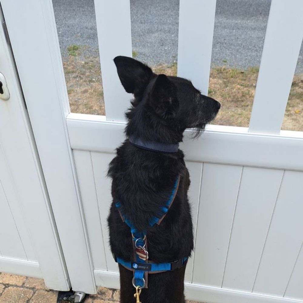 Funny Moorländer