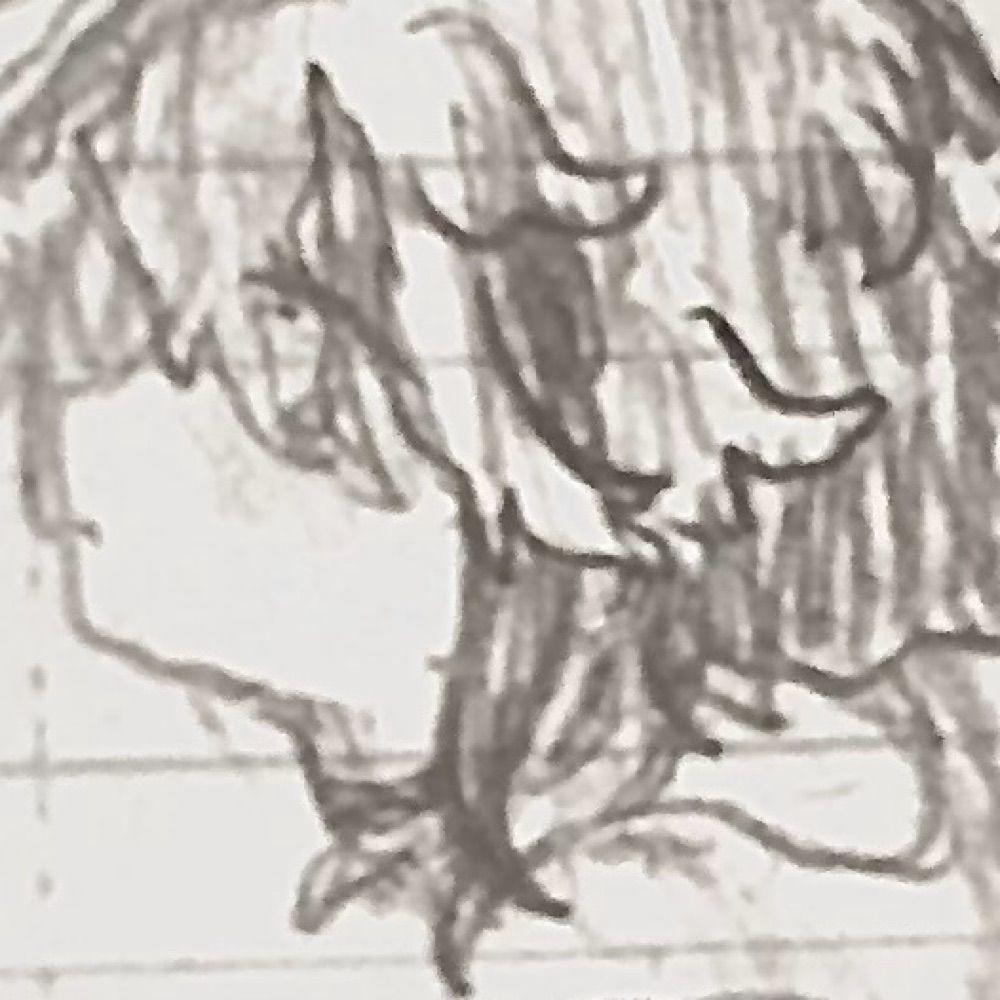 くもの