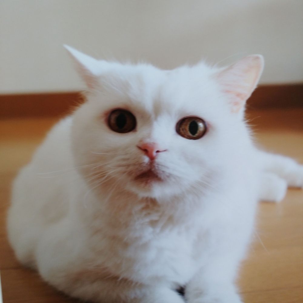 くみ(Kumi)