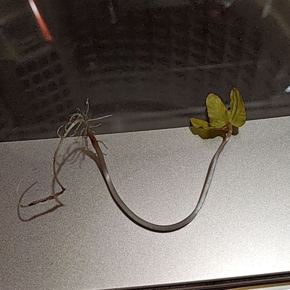 黒晶