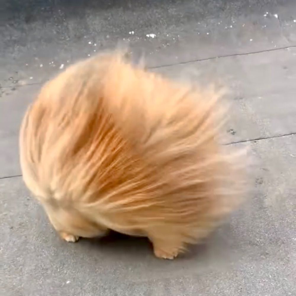ユメユメ