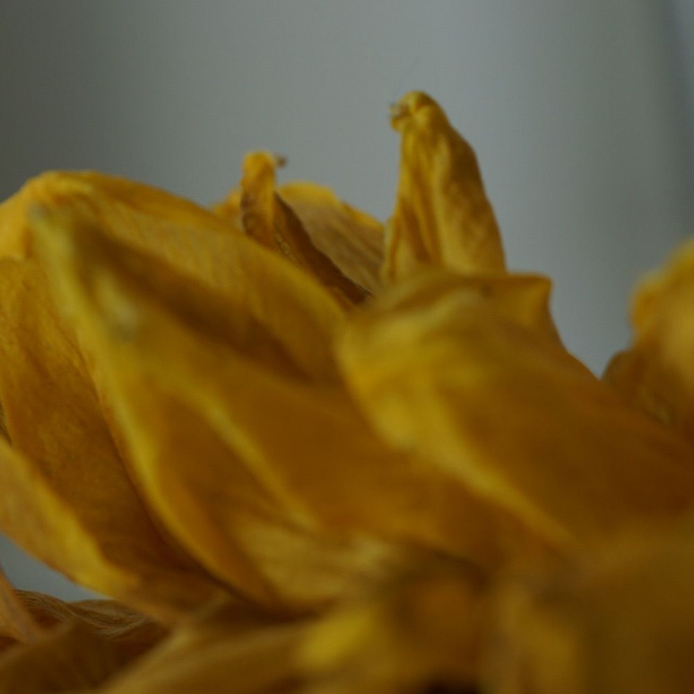 Nature and Macro Photography
