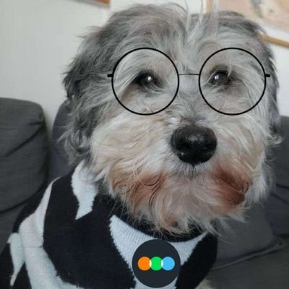 Cachorro Cinéfilo
