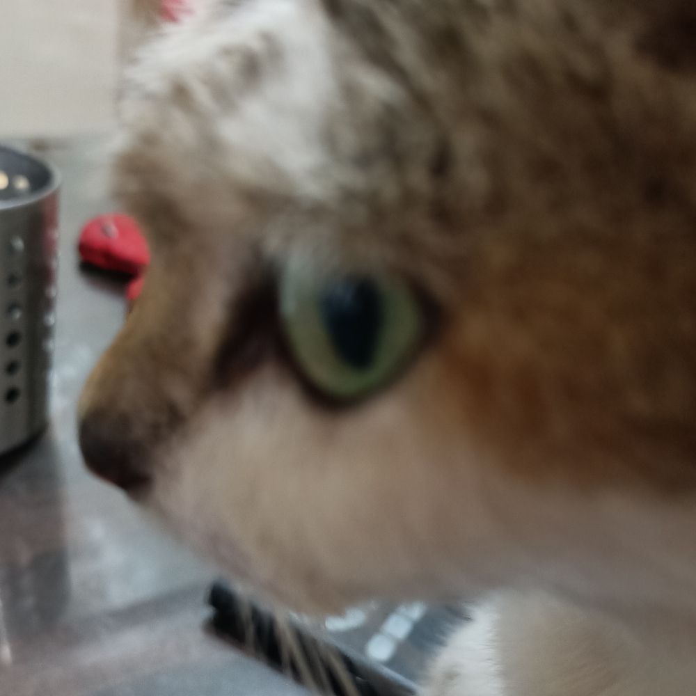 🐈‍⬛