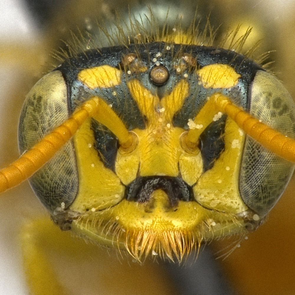Zach likes bees