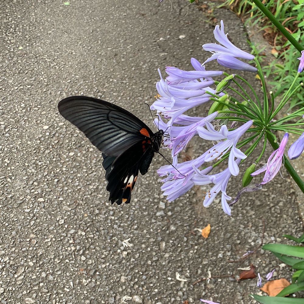 どすこい