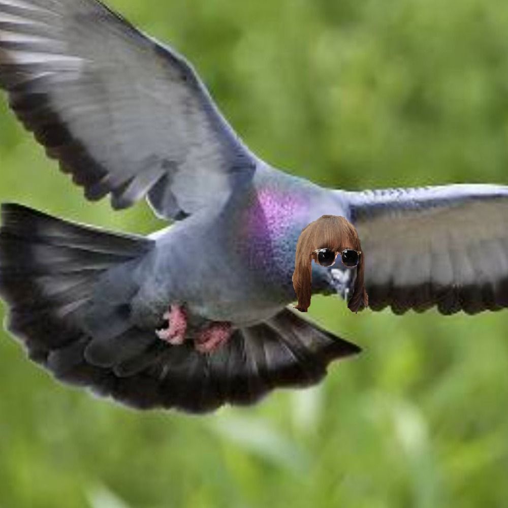 plojopo pupo gallagher