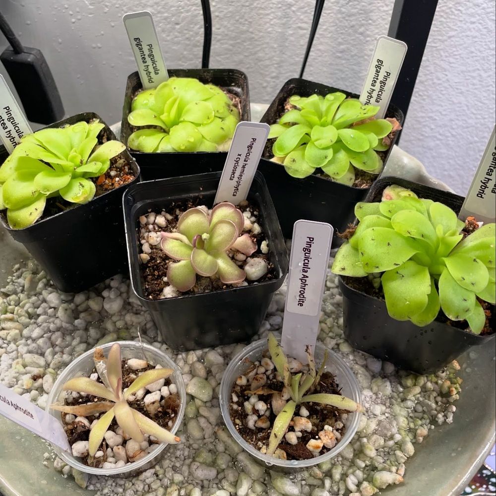 Back Alley House Plants