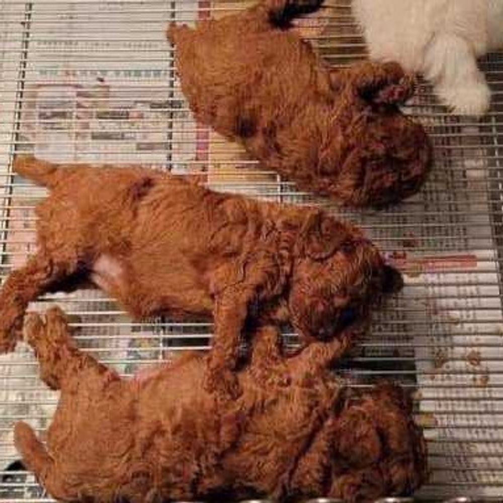 唐揚げ🐕