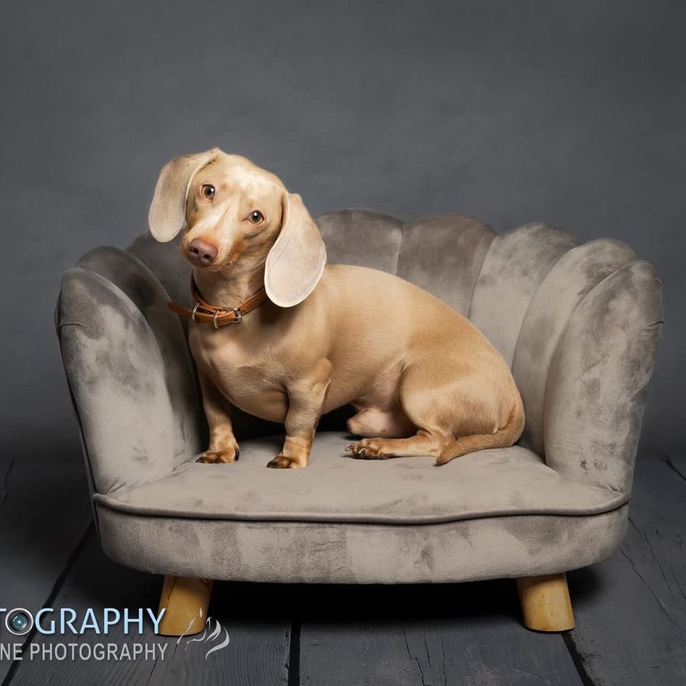 Furrtography Pet and Equine Photography