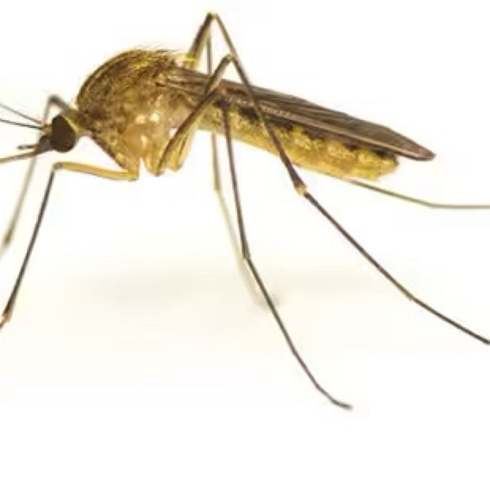 Mosquitoe