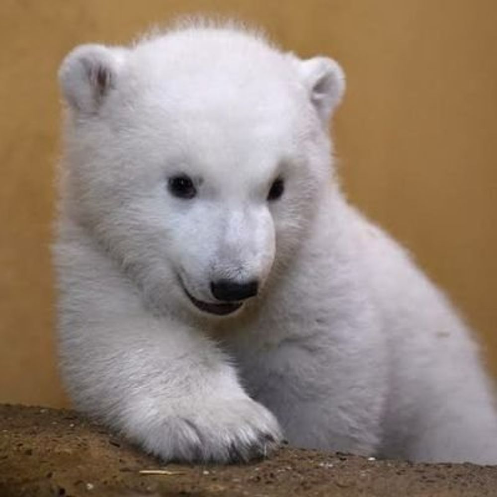 IvTheBear
