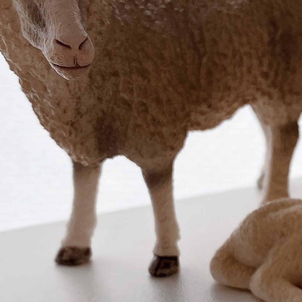 メリノ🐏