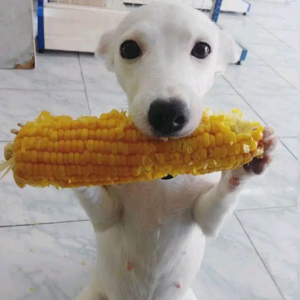 Danilo 