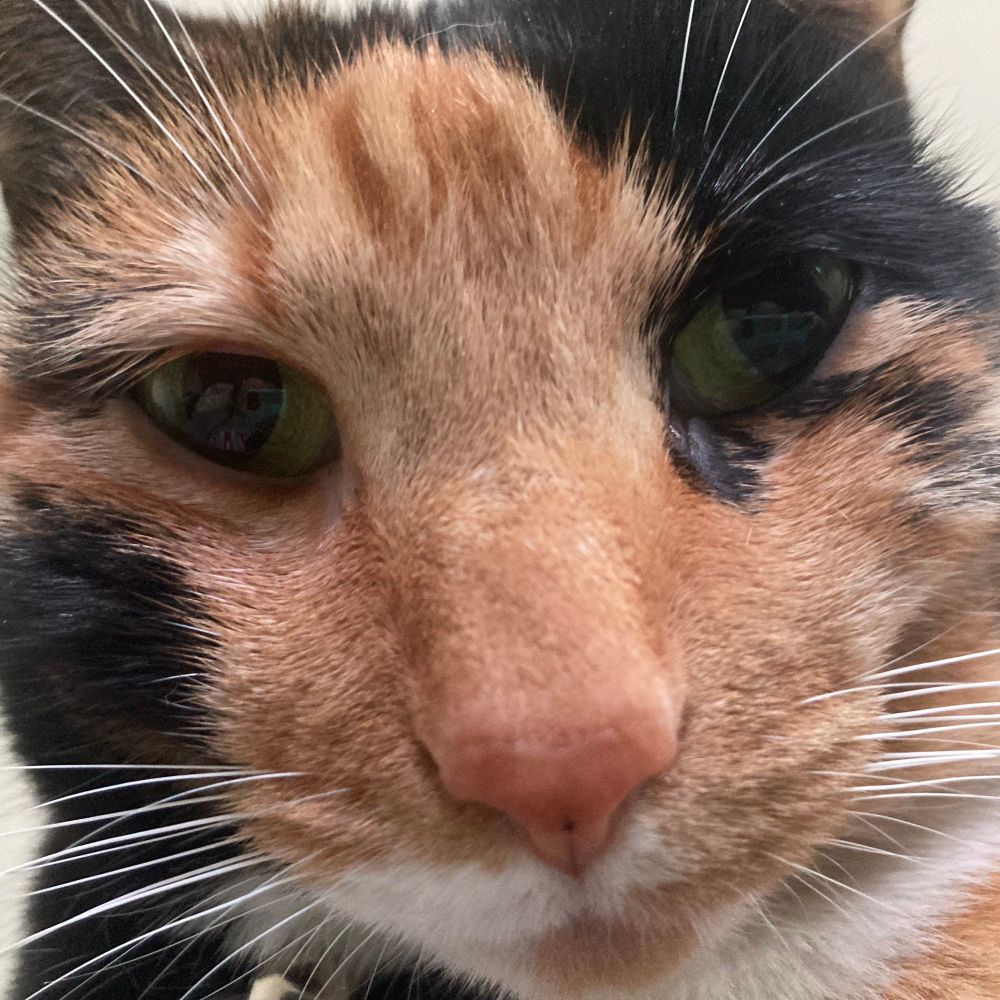 rosalina-b.bsky.social profile picture