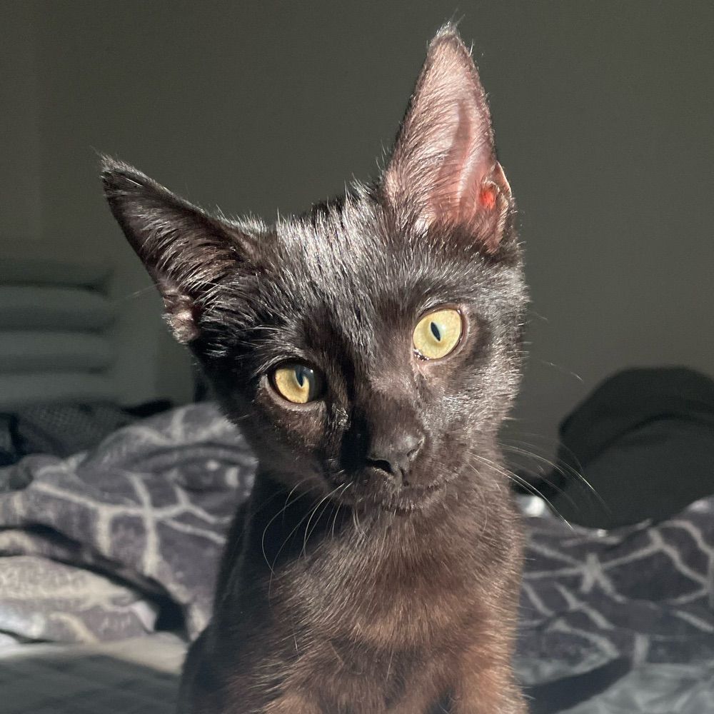 Feru