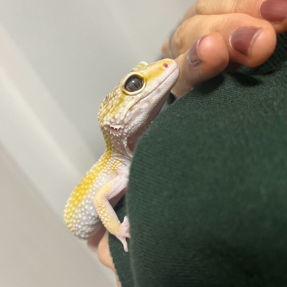 はまさん