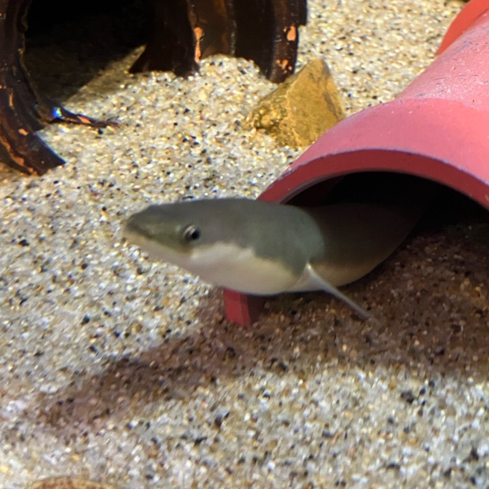 淡水魚