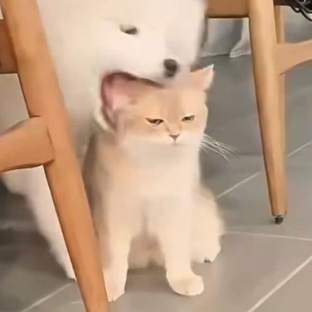 plutostation 🐈🐕