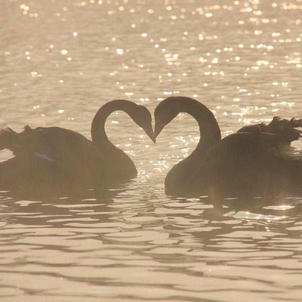 ♡₊˚ 🦢・₊✧