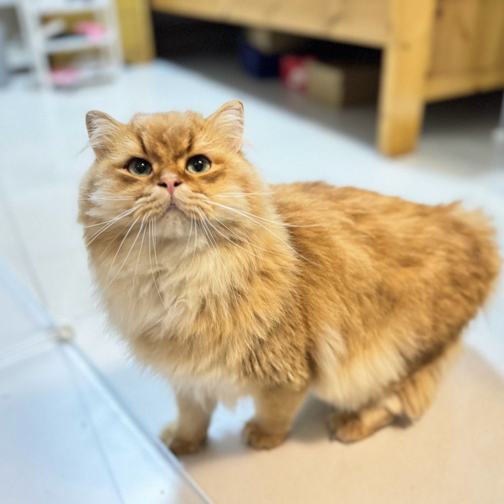 小疯子