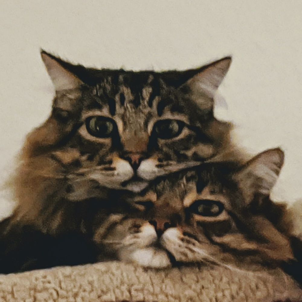 Stacked Cats