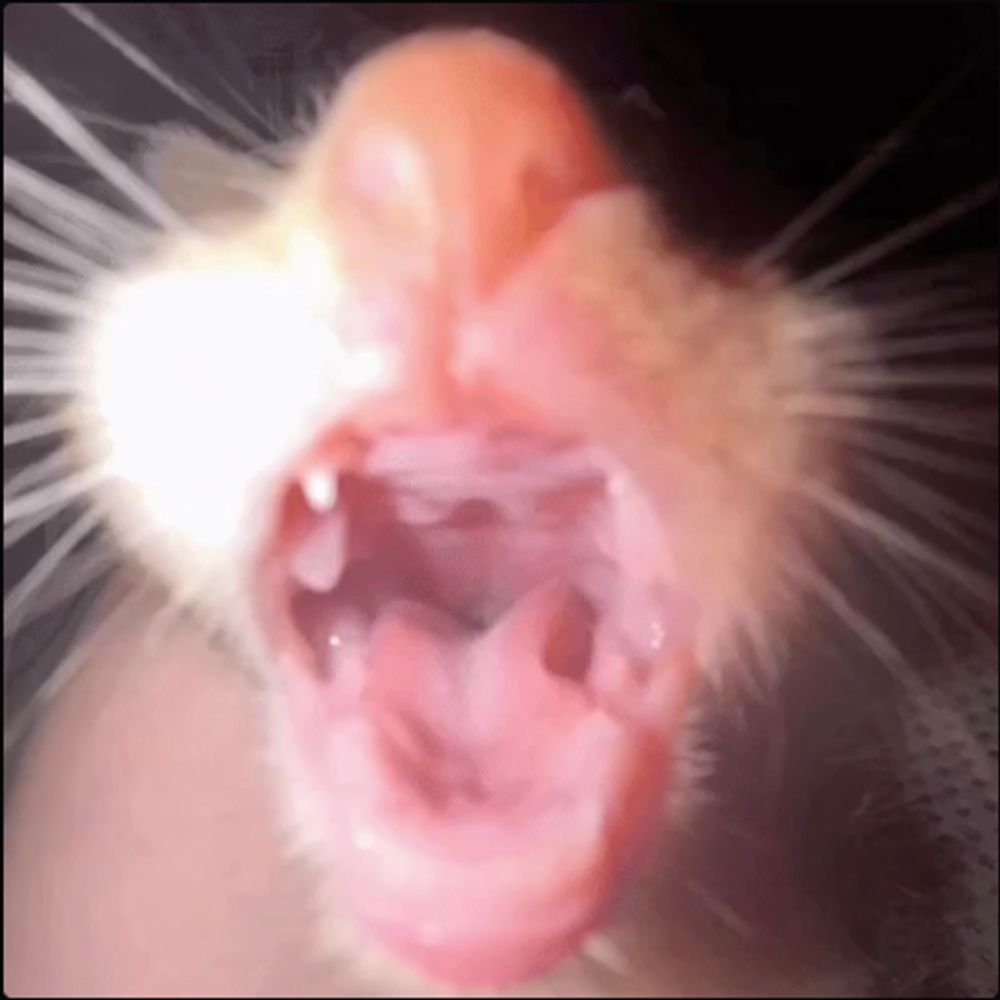 ChimpNuts