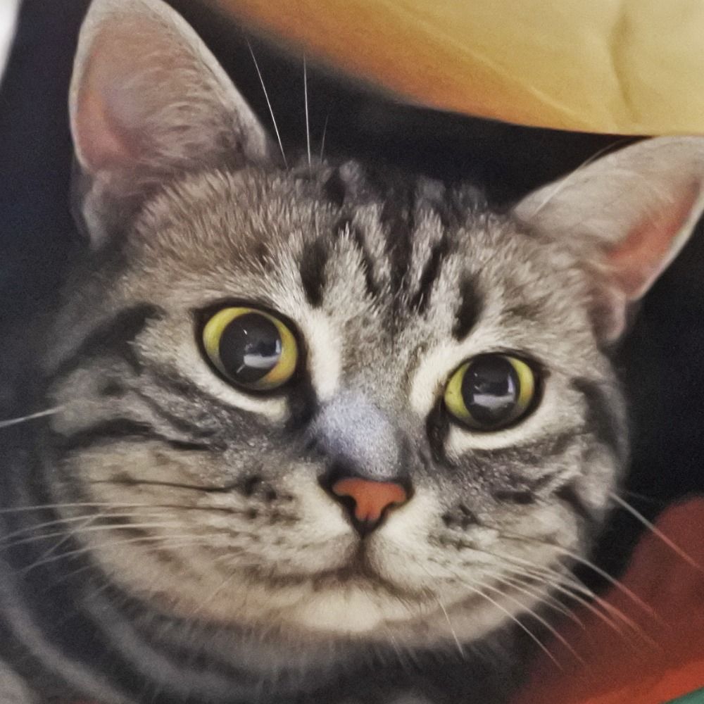 きむこ