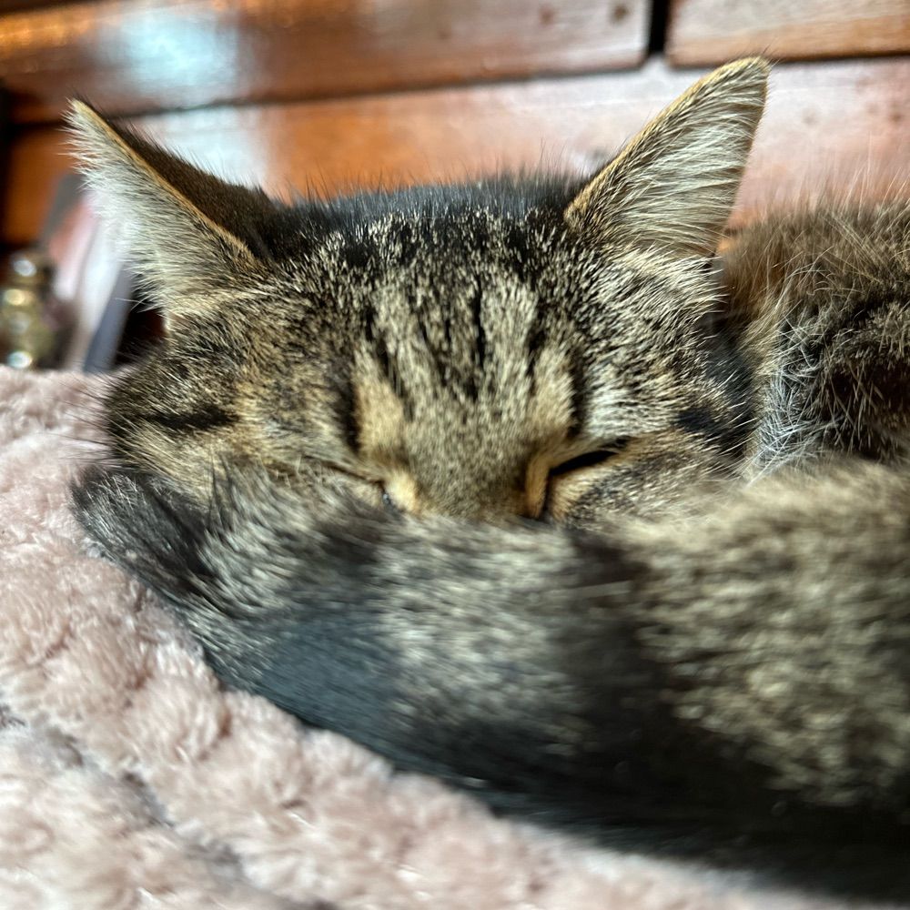 Mijs