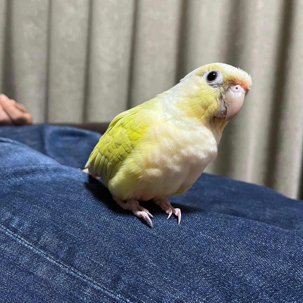 ぽんず