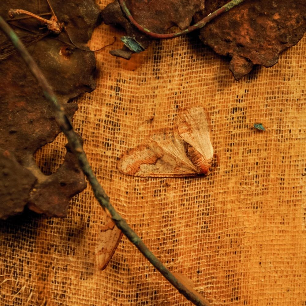 Tooth