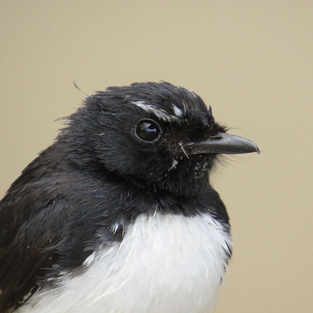 Willie Wagtail