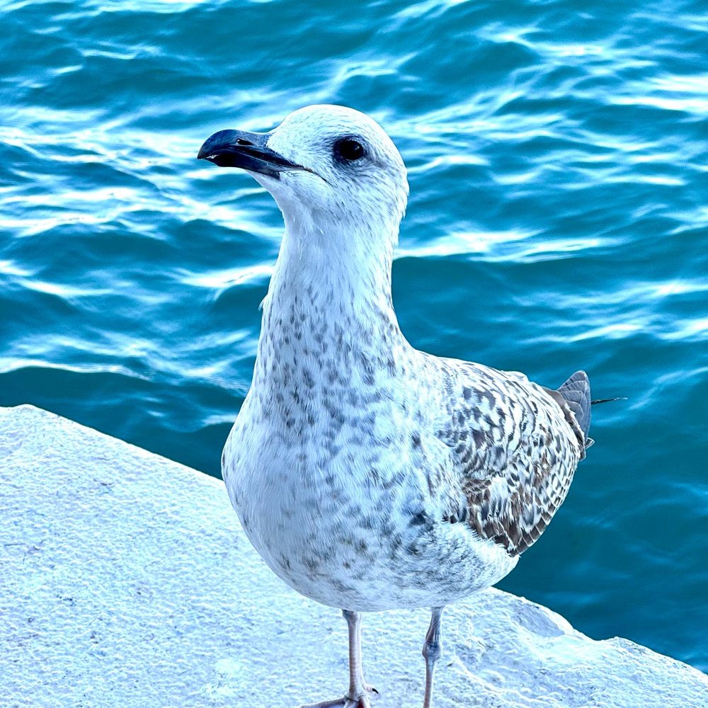 mclossi