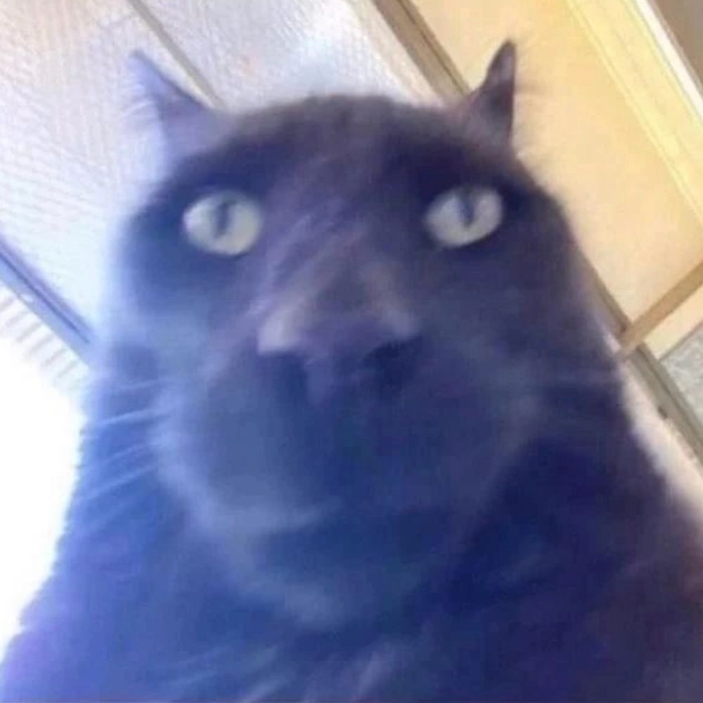 Memer The Lemur