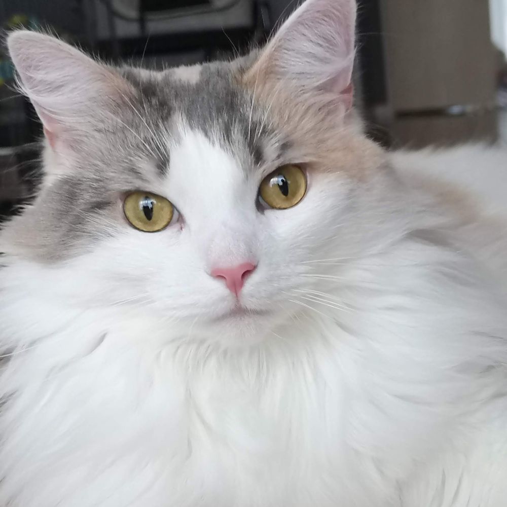 ねこねっこ