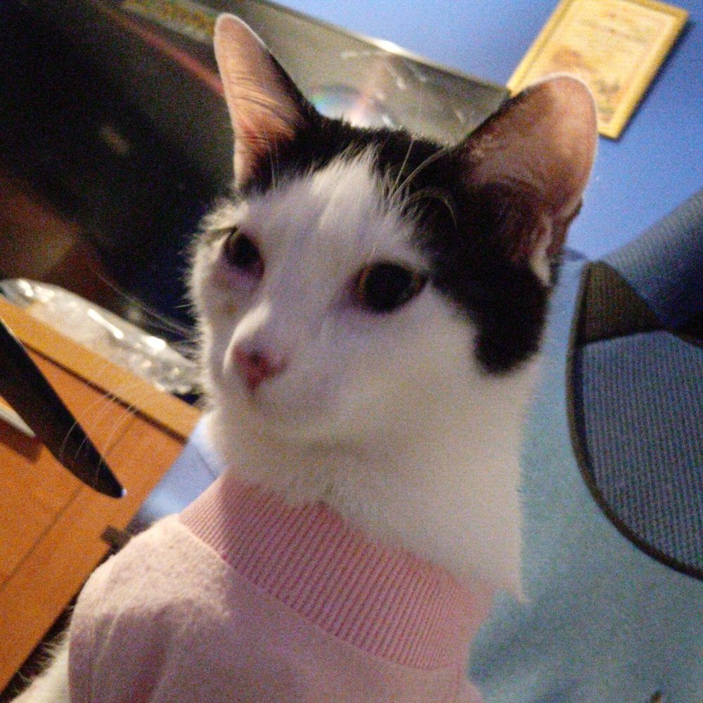 FuzzyPixelzz