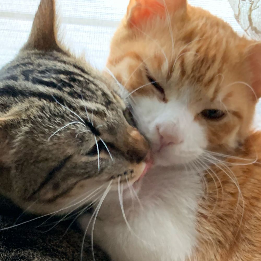きなこ