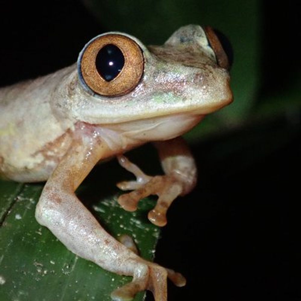 Seychelles Amphibians & Reptiles