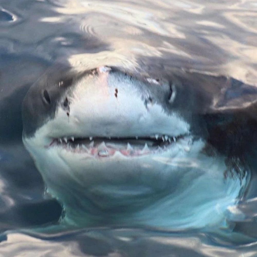 Zerro | CEO of Shark Lumber Co.